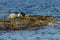 Couple of seals spotted seal, largha seal, Phoca largha laying on rocks in sunny day. Wild spotted seal sanctuary. Calm blue sea