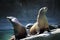 A couple of seals taking the sun over a grey big rock on a warm summer day