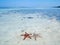 Couple of seastar in turquoise transparent water, tropical caribbean sea, clean uncontaminated environment, Indonesia