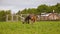 Couple of sheared alpacas in fenced arena