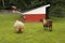 couple of sheep from behind, don\'t walk away from me (Worcester, Ma0