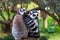 Couple shy lemurs, Ring-tailed Lemur