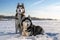 Couple Siberian Husky dogs on sunny winter background. Portrait of two amazing husky dogs sitting on the white snow