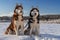 Couple Siberian Husky dogs on sunny winter background. Two amazing husky dogs sitting on the snow against blue sky