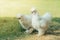 A couple Silkie hens walk and finding food