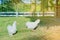 A couple Silkie hens walk and finding food