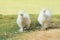 A couple Silkie hens walk and finding food