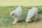 A couple Silkie hens walk and finding food
