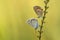 Couple of Silver-studded blue butterflies hanging on a heather plant covered with dew drops in the morning waiting for the sun