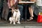 Couple Sitting With Dog At Restaurant