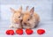 Couple small light brown bunny rabbits on gray background in valentine`s theme with mini heart in front of them