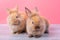 Couple small light brown cute bunny rabbits stay on gray wood table with pink background