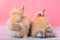 Couple small light brown rabbits stay on gray wood table and pink background with one is sleeping and the other show back of the