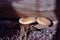 Couple soft brown mushroom fungus growing in gray tree trunk