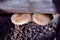 Couple soft brown mushroom fungus growing in gray tree trunk in forest