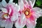 Couple soft pink peony flowers, close up detail of pink and yellow pestle, soft green blurry leaves