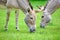 Couple of Somalian Wild Donkey Equus Asinus Somalicus on Pasture