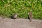 A couple of sparrows on the border stone