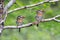 couple of  Spot-backed Puffbird (Nystalus maculatus) perched on a branch