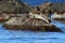 Couple of spotted seals Phoca largha laying on the rock island face to face. Marine mammals in natural habitat. Wild animals on th