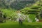 A couple standing on a rice terrace, embracing with the verdant, lush terraces cascading down the hillside behind them. The