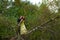 Couple stands carefully on the tree\'s branch