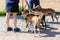 Couple stands with four greyhounds at the leash outdoors