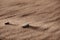 Couple of stones naturally located on windy sandy beach close up. Summer background.