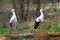 Couple stork