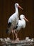 Couple stork