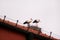 Couple of stork birds on roof and nest