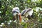 Couple of stork sitting in a tree