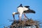 Couple of storks building nest together