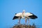 Couple of storks building nest together