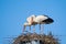 Couple of storks building nest together