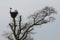 Couple of storks in dutch tree, Brummen