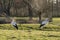 A couple of storks looking for food in a city park in Zoetermeer, the Netherlands 2