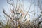 Couple storks mating in their nest