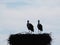 Couple of storks scanning the horizon, Lleida, Spain, Europe