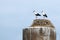 Couple of storks stand together in a nest