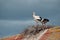 Couple of storks standing on roof in the nest