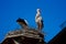 A Couple of Storks are in their Nest on The Roof Top of Town Hall in The City of Giengen, Swabian Alb, Germany, Europe, Sunny Day
