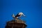 A Couple of Storks are in their Nest on The Roof Top of Town Hall in The City of Giengen, Swabian Alb, Germany, Europe, Sunny Day