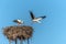 Couple of storks white Stork nesting in France