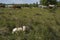 Couple of sunny young cow calves hiding in the tall grass to relax.