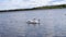 Couple of swans with baby chicks children floating on water