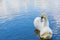 Couple of swans having romantic meeting