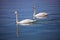 Couple of swans at Ohrid lake