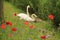Couple swans with poppies in spring.