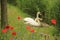 Couple swans with poppies in spring.